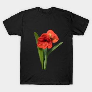 Red Amaryllis T-Shirt